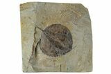 Fossil Leaf (Zizyphoides) - Montana #268292-1